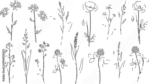 Set of 15 hand-drawn wild flower and plant line art vector illustrations, black and white sketch style for nature designs