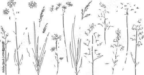Set of 20 hand-drawn wild grass and flower elements vector illustration for nature designs, botanical backgrounds, and organic patterns