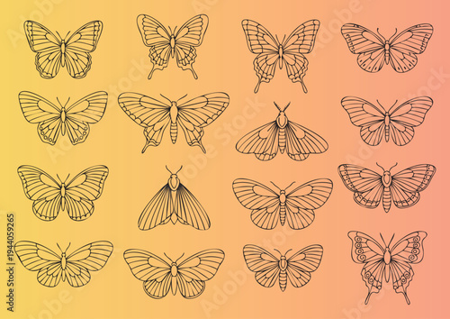 Detailed collection of handdrawn butterflies and moths illustration set