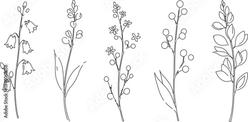 Set of 5 hand-drawn outline botanical vector illustrations featuring various plants, flowers, and berries, perfect for nature-themed designs