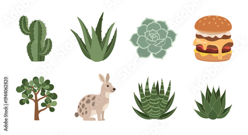 Cactus aloe succulent and burger illustrations