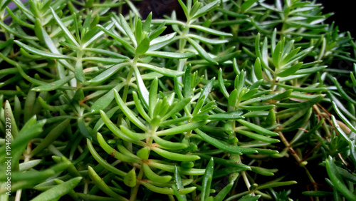 Fresh green succulent plant macro with dense needle like leaves natural botanical background showing vibrant growth and detailed garden foliage texture