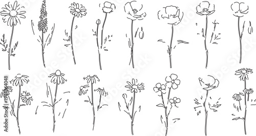 Set of 15 hand-drawn outline flower illustrations vector, black and white botanical sketches for natural designs, spring, summer