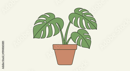 Monstera Deliciosa Plant in a Terracotta Pot.