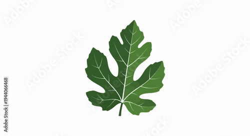 A single green fig leaf with white veins on a white background