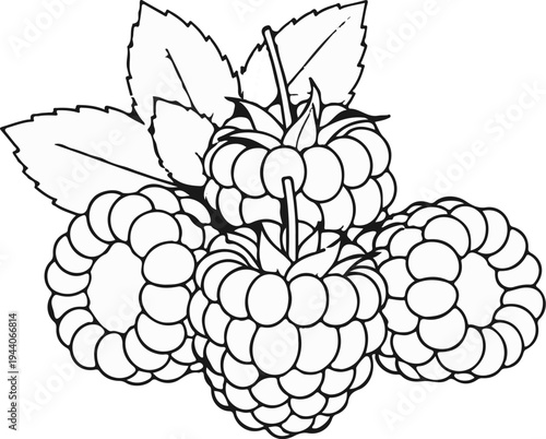 Black and white outline illustration of a cluster of raspberries with leaves