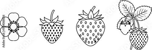 Line art of strawberry plant parts, including flower, fruit progression, and leaves