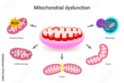 Mitochondrial dysfunction. Hallmarks of ageing. Oxidative Stress, mtDNA damage, Fission, Fusion and Mitophagy.
