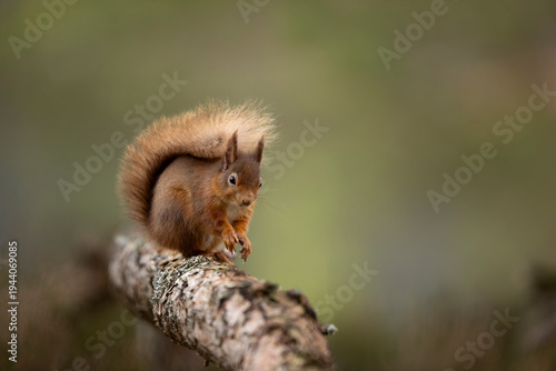 Red squirrel (Sciurus vulgaris) resting on a branch, Scotland, UK. February. 