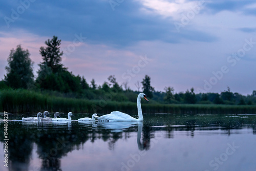 Mute swan (Cygnus olor) and cygnets on water at dawn, Valkenhorst Nature Reserve, The Netherlands. June. 