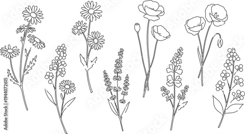Set of 8 hand-drawn outline vector illustrations of various wildflowers and herbs, including chamomile, poppy, and lavender, for nature-themed designs