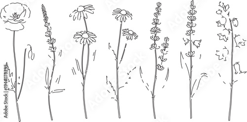 Set of 6 Hand-Drawn Outline Wildflower Vector Illustrations: Poppy, Lavender, and Daisy Botanical Elements for Nature-Themed Designs