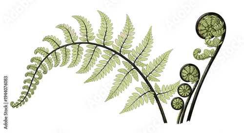 Illustration of a fern frond unfurling and a mature fern leaf on a white background