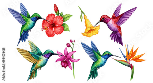 Four colorful hummingbirds feeding on exotic flowers in a vibrant illustration