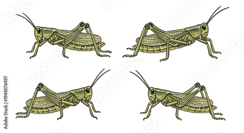 Four green grasshoppers illustrated in a repeating pattern on a white background