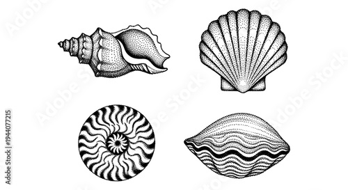 Collection of four distinct seashell illustrations in a stippled black and white art style