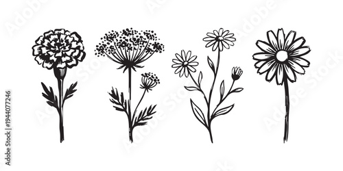 Collection of hand drawn wild flowers sketches including marigold and chamomile in black ink line art vector illustration
