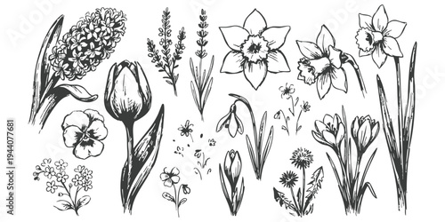 Hand drawn collection of spring flowers with tulip daffodil hyacinth and crocus illustrations