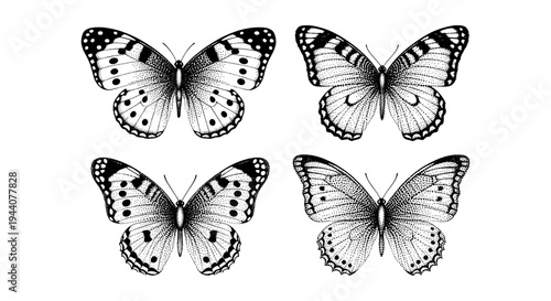 Four detailed black and white stippled butterfly illustrations arranged in a grid on a white background