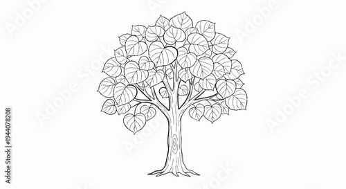 A black and white drawing of a deciduous tree with a full canopy of heart-shaped leaves