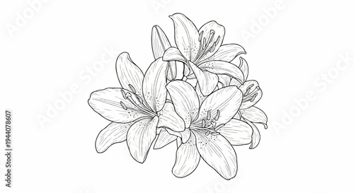 A black and white line drawing of a cluster of blooming lilies with delicate petals