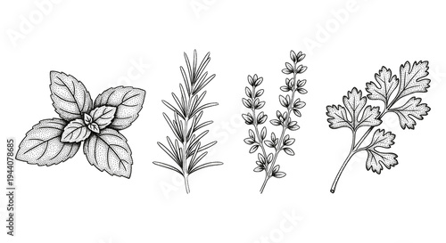 Vintage botanical illustration of four common culinary herbs on a white background