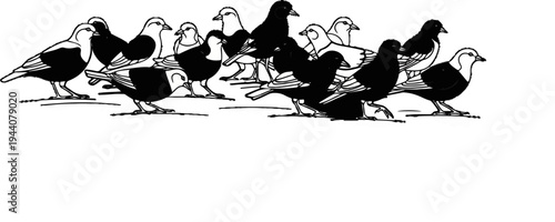 A diverse group of black and white birds are depicted standing on a flat surface