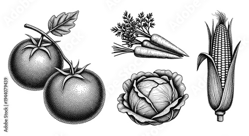 Vintage stipple art illustration of fresh vegetables including tomatoes, carrots, cabbage, and corn
