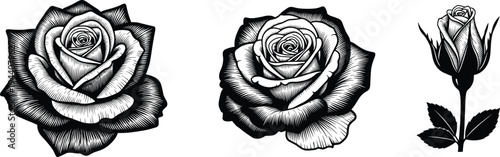 Black and white rose illustration with blooming flowers and rosebud, vintage botanical artwork symbolizing romance, beauty, nature, elegance, floral art