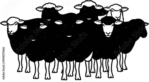 A group of black sheep with white faces and woolly heads are standing