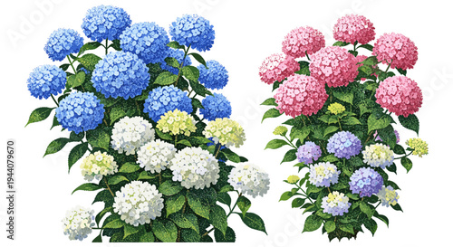 Vibrant hydrangea bushes in various colors, showcasing delicate blooms and lush green foliage
