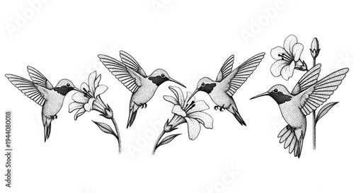 Hummingbirds feeding on lilies in a stippled illustration style