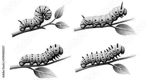 Four distinct caterpillars depicted in stippled art style on branches with leaves