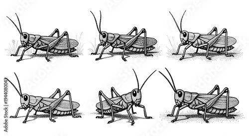 Six detailed black and white illustrations of grasshoppers in a repeating pattern