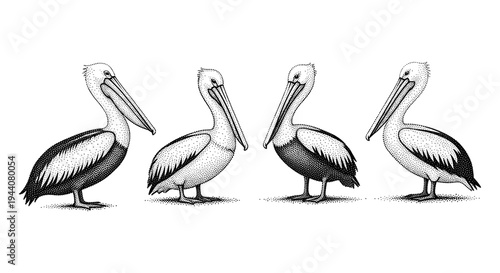 Four stippled pelicans in a row, two facing left and two facing right, on white