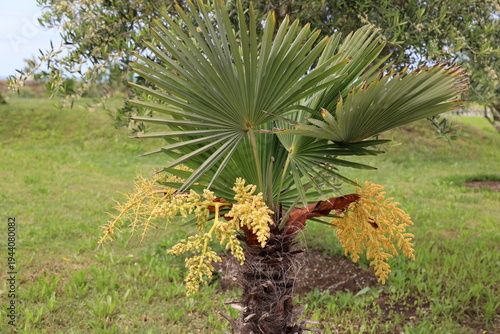 Flowering date palm in Divjaka-Karavasta National Park, Albania in Divjaka-Karavasta National Park, Albania