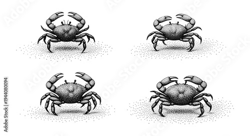 Four stippled crabs on a white background, each on a small pile of sand