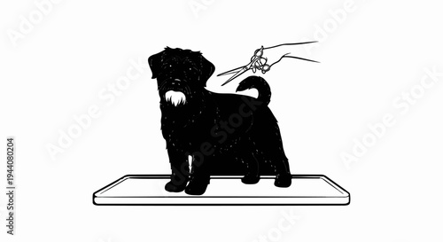 Black dog groomed with scissors on a white platform, hand holding scissors