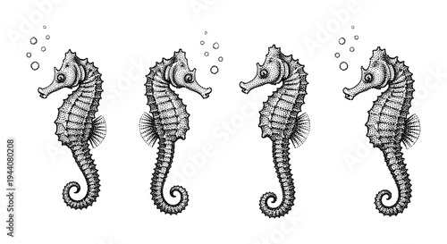 Four detailed stippled seahorse illustrations with bubbles on a white background