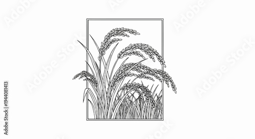 A stylized sketch depicts a cluster of ripe rice stalks with detailed grains inside a simple rectangular frame