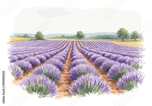 Vibrant lavender field stretching towards the horizon under a soft sky