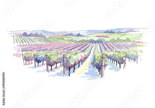 Watercolor illustration of a sprawling vineyard with rolling hills in the background