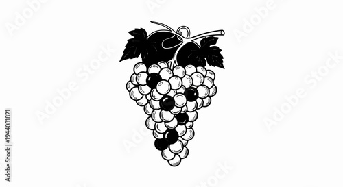 Black and white illustration of a bunch of grapes with leaves and vine