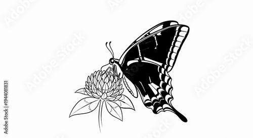 Black and white illustration of a butterfly feeding on a clover flower