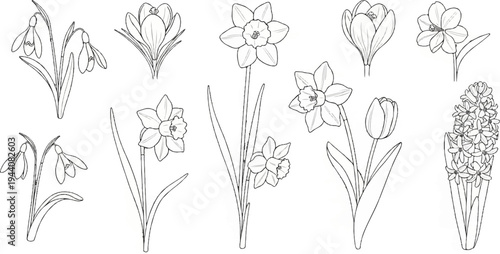 Delicate line drawings showcase various spring flowers including tulips, daffodils, crocuses, snowdrops, and hyacinths
