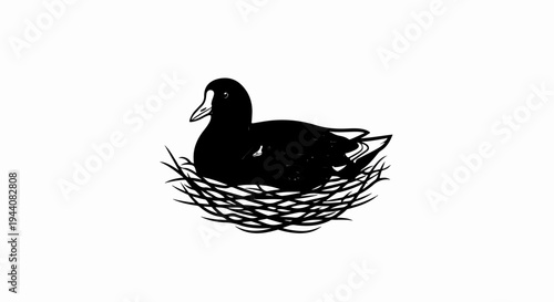 Black bird sitting on a nest of twigs