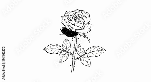 Detailed black and white drawing of a thorny rose with a dark bloom