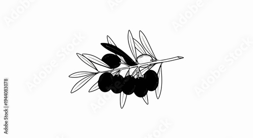 Hand-drawn sketch of an olive branch with dark olives and delicate leaves