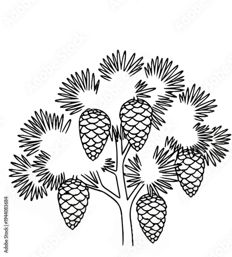 Illustration of pine cones on a branch with needle-like leaves
