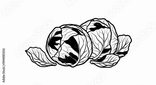 Two cabbages with a few loose leaves in a simple black and white illustration
